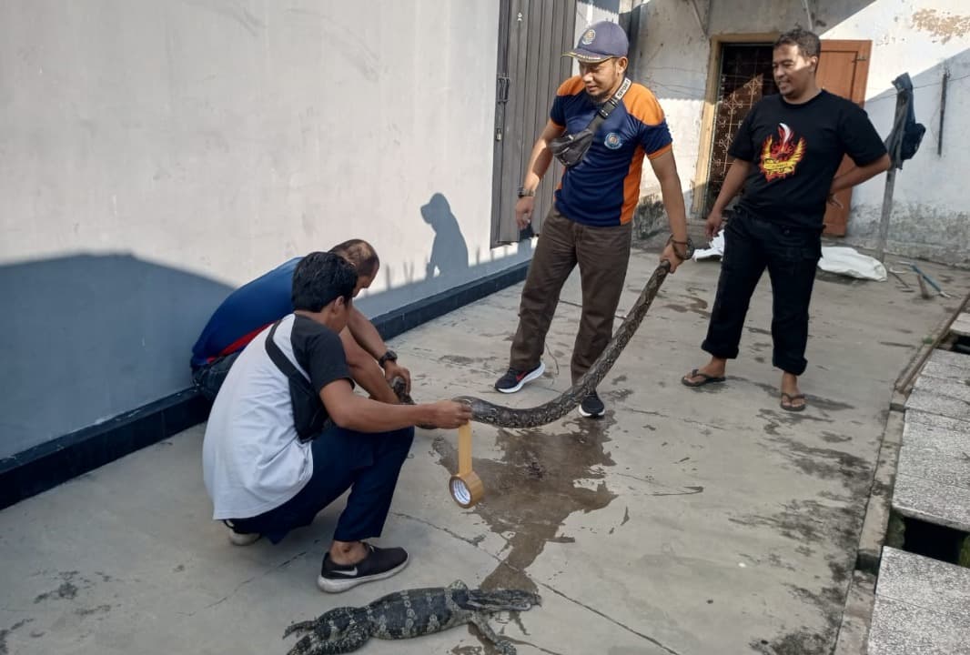 Damkar Bangkalan Evakuasi Ular 3 Meter yang Telan Biawak