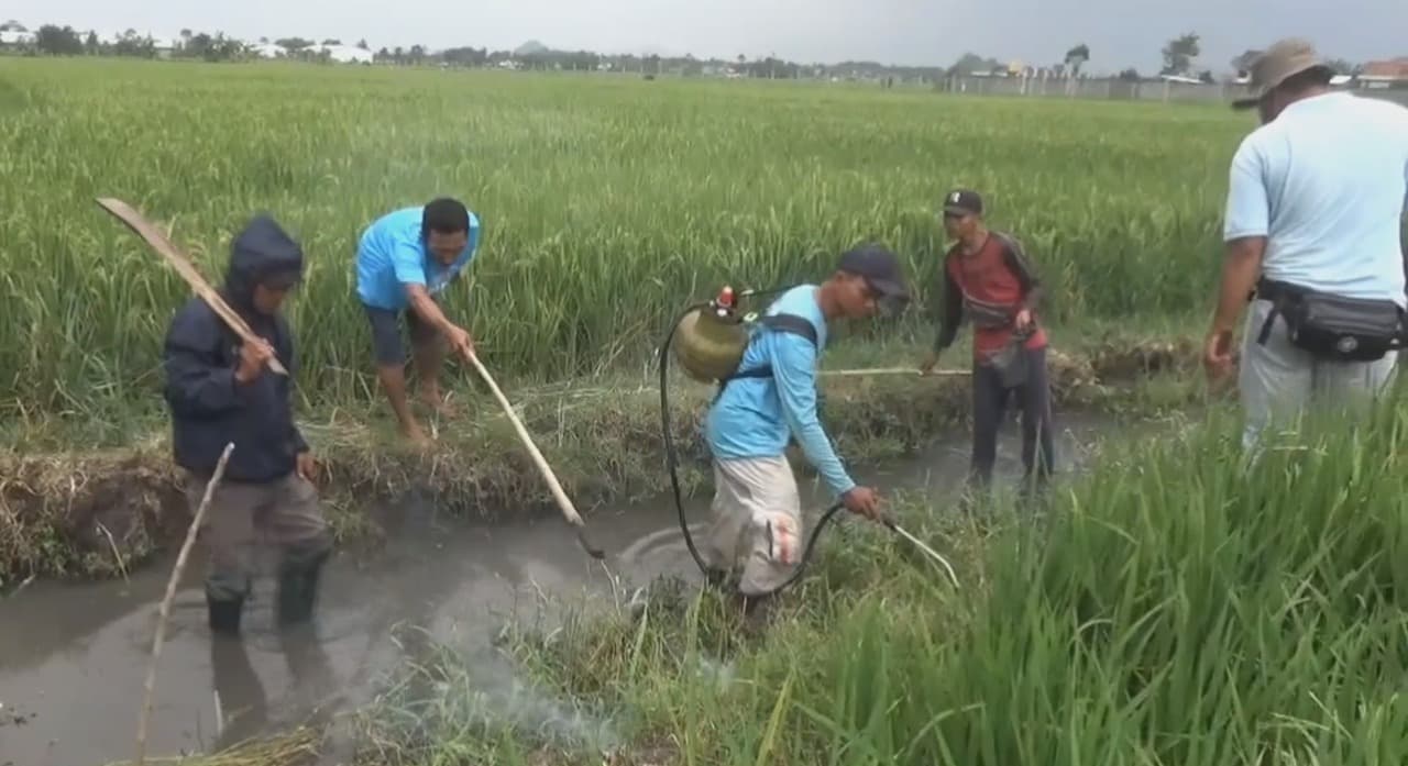 Petani Panik! 30 Hektare Sawah Diserbu Tikus, Lawan Serangan Hama Sendirian