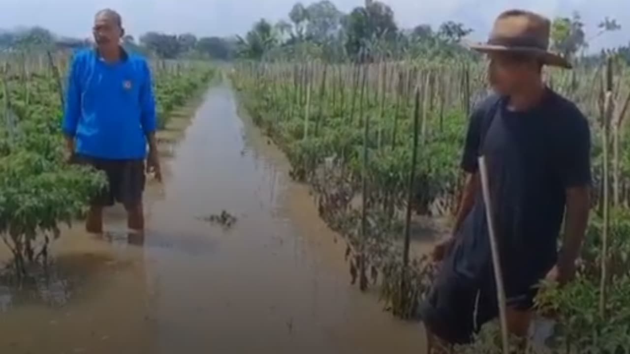 35 Hektar Lahan Cabai di Tuban Terendam Banjir, Petani Rugi Rp 40 Juta