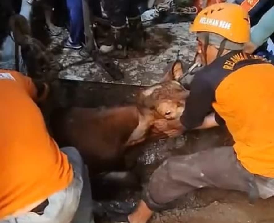 Sapi Limousin Terperosok ke Septic Tank, Evakuasi Berlangsung Hingga 6 Jam
