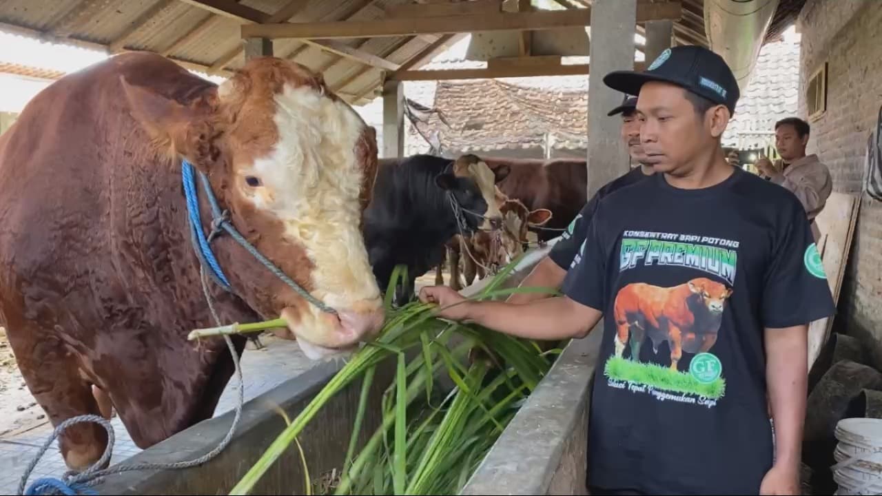 Prabowo Subianto Beli Sapi Kurban Seberat 949 Kg dari Warga Blitar