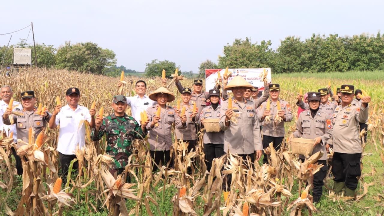 Wujudkan Swasembada Pangan, Polres Madiun Panen Jagung di Lahan 4.200 m² Bersama Petani