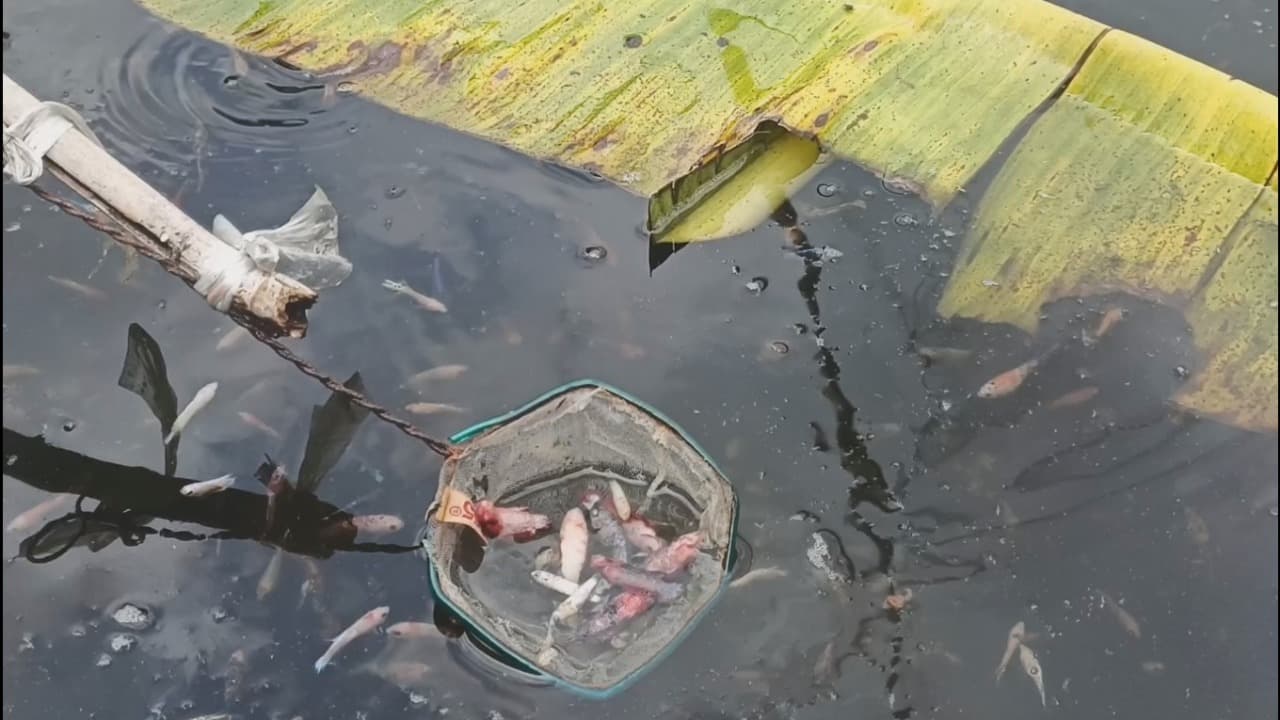 Perubahan Suhu Ekstrem Rugikan Peternak Ikan Cupang di Kediri, Kerugian Capai Ratusan Juta