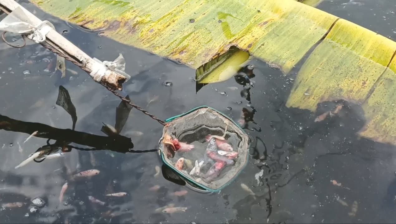 Cuaca Ekstrem, Peternak Ikan Cupang Kediri Rugi Puluhan Juta dan Gagal Panen