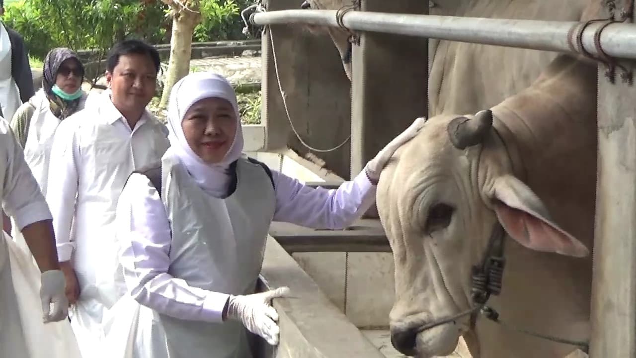 Gubernur Jatim Pastikan Stok Hewan Kurban Surplus Jelang Idul Adha