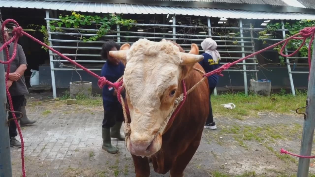 Si Gemoy Bikin Heboh! Sapi 900 Kg dari Lumajang Jadi Pilihan Presiden Prabowo