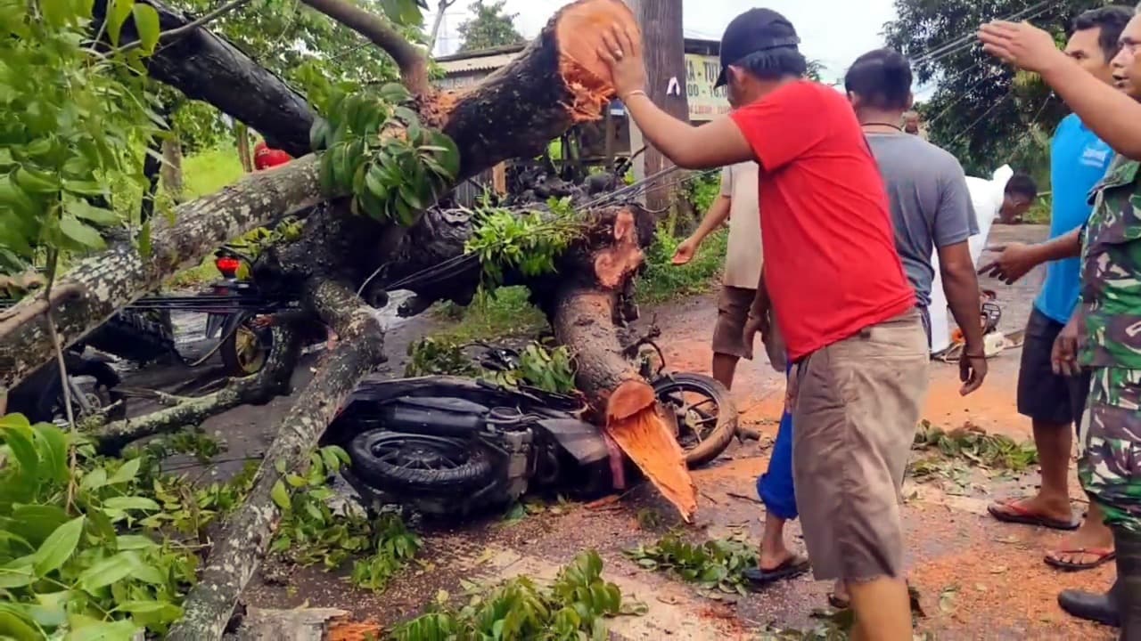 Pengendara Motor di Pasuruan Tertimpa Pohon Tumbang Saat Hujan Deras