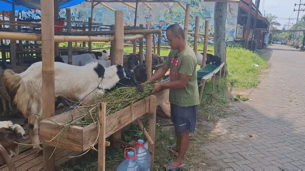 Jelang Idul Adha, Pedagang Musiman Hewan Kurban Mulai Marak di Kediri