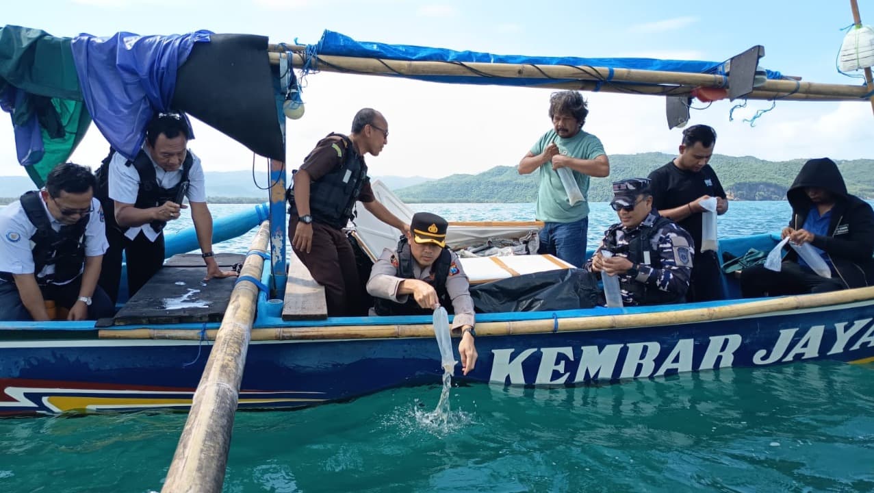 Hendak Diselundupkan, Puluhan Ribu Benih Lobster Kembali Dilepasliarkan di Teluk Pacitan