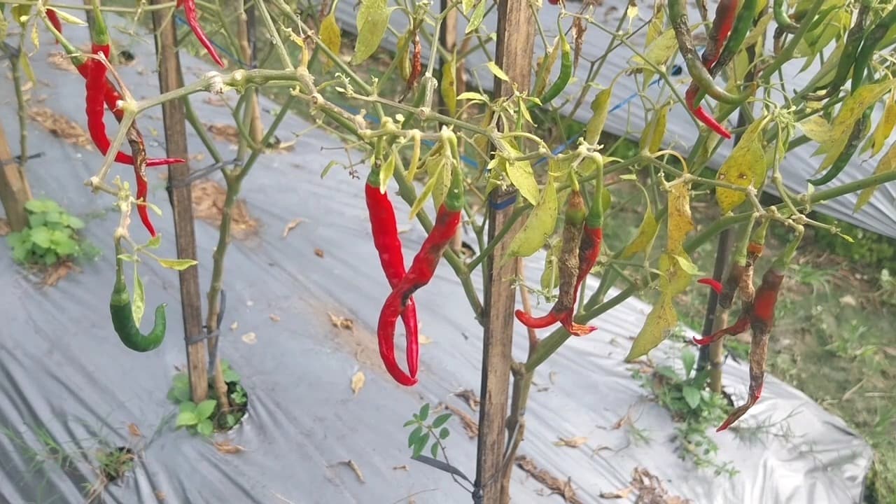 Harga Cabai Anjlok di Petani, Melambung di Pasar: Siapa yang Diuntungkan?