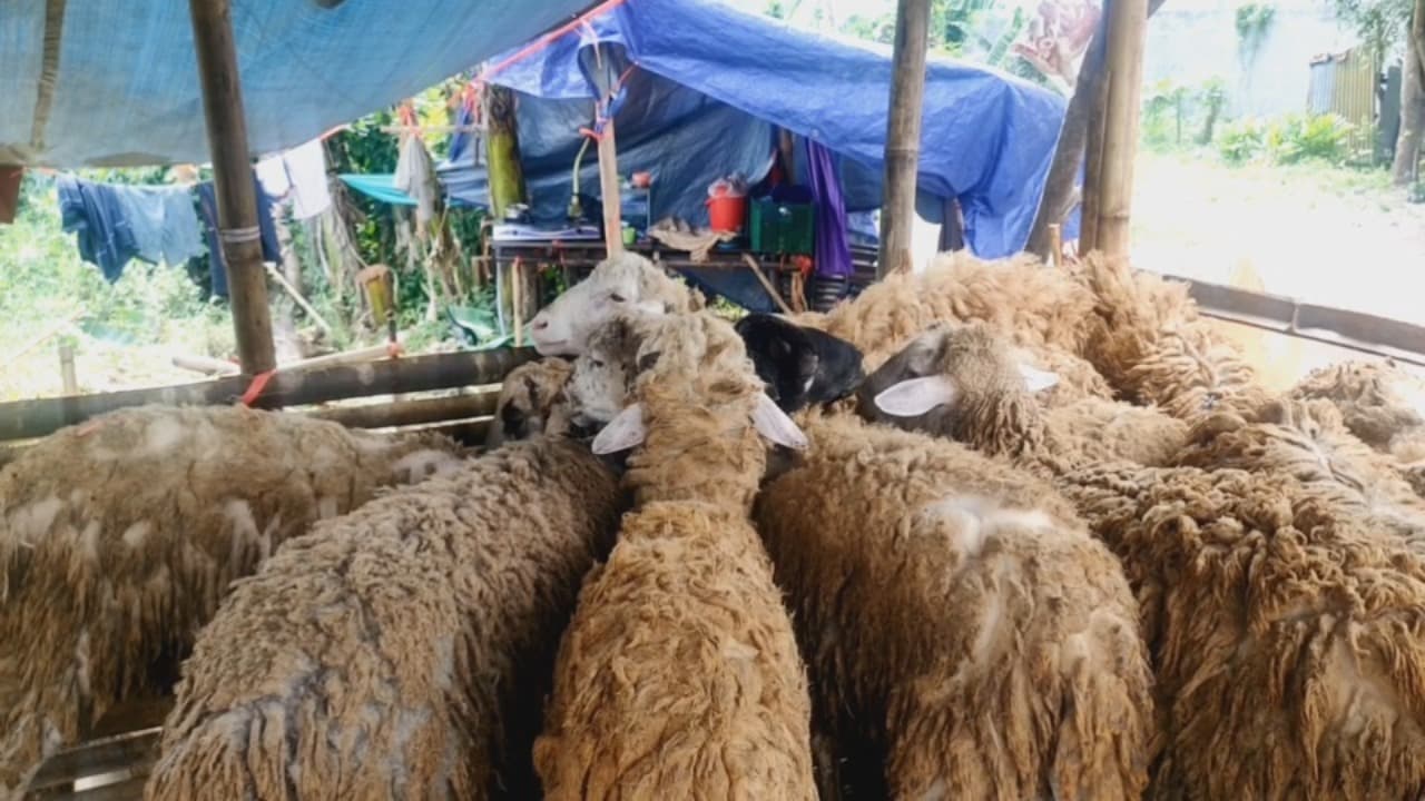 Jelang Idul Adha, Pedagang Kambing Harus Rela Rugi Demi Dagangan Laku