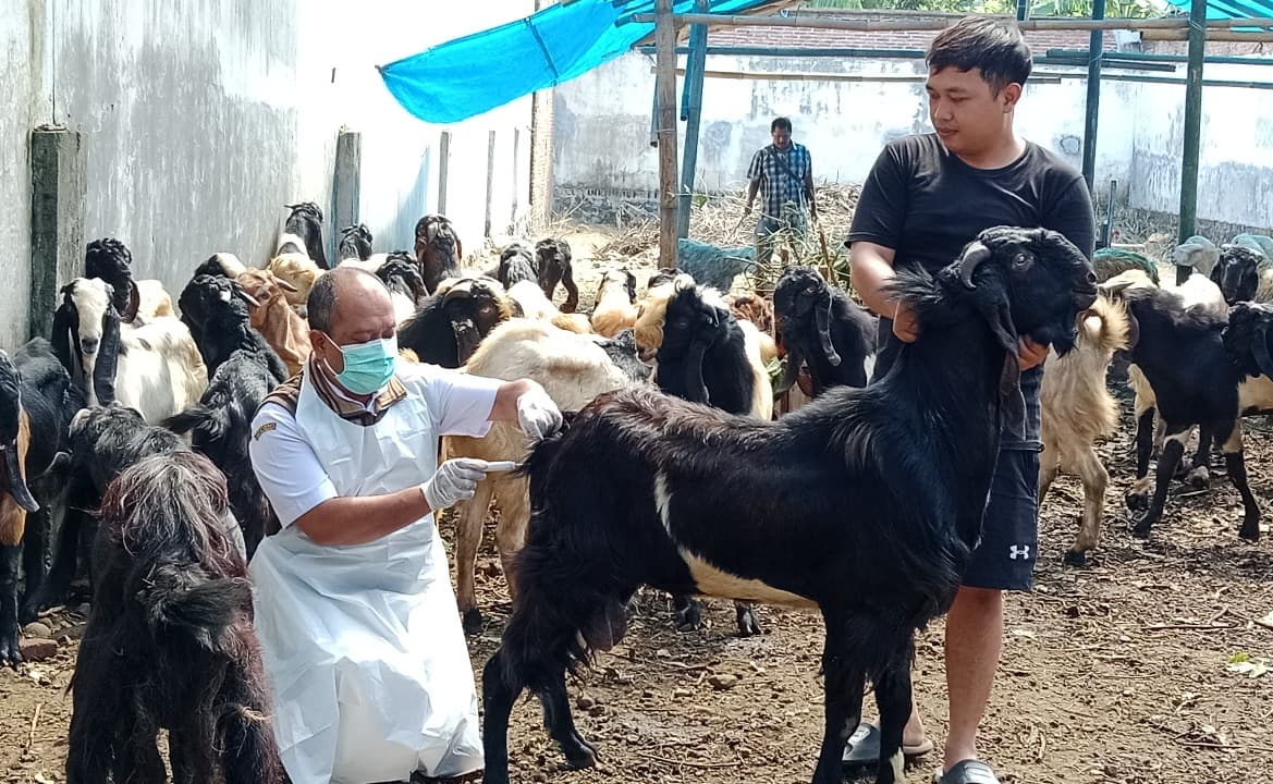 Jelang Idul Adha 2025, Dinas Pertanian di Banyuwangi Sisir Lapak Hewan Kurban
