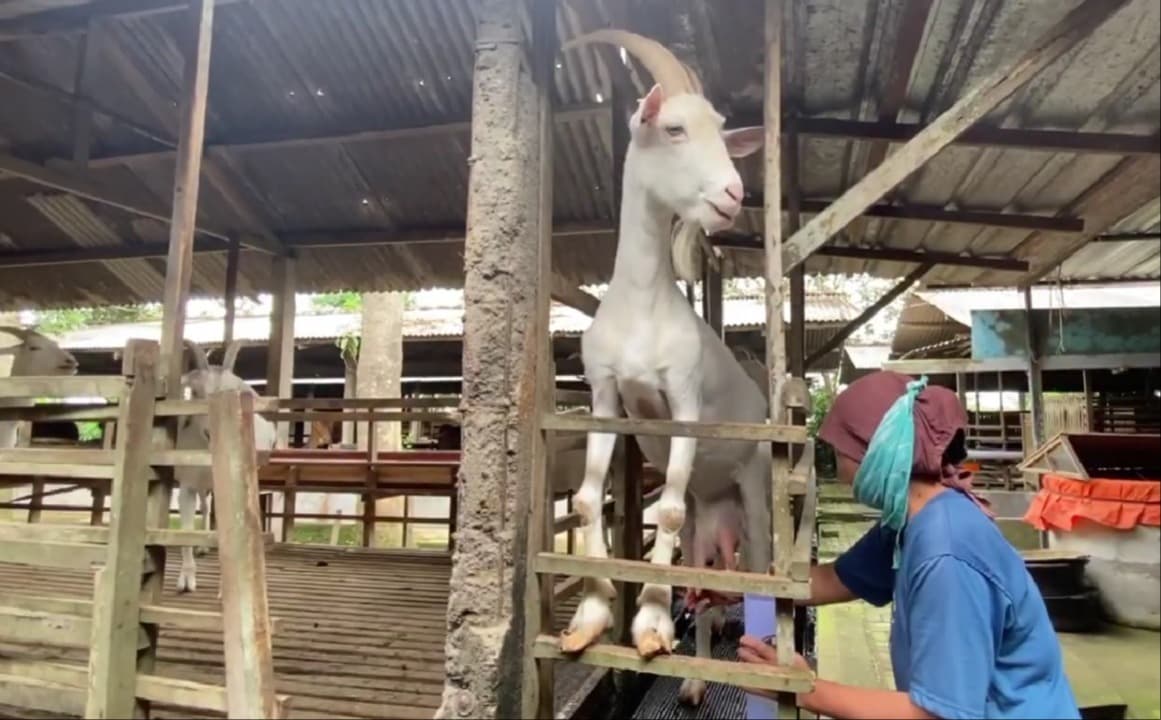Peternak Sukses di Blitar Hasilkan Puluhan Juta dari Susu Kambing Saanen