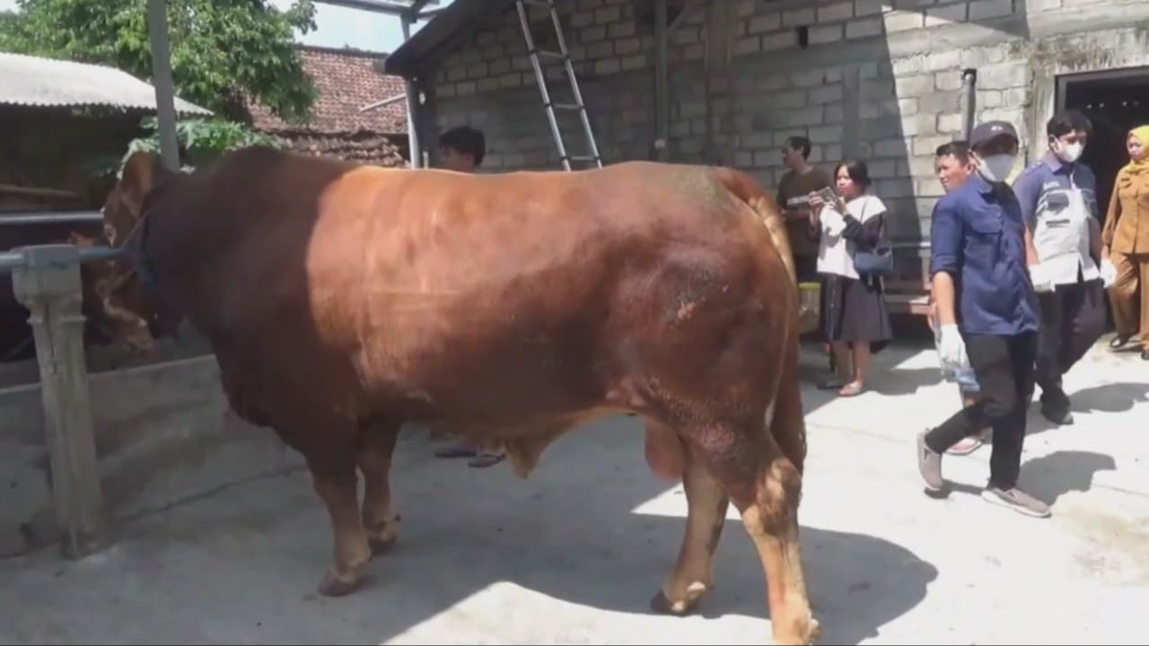 Bejo, Sapi 1 Ton Asal Tulungagung Jadi Hewan Kurban Presiden Prabowo