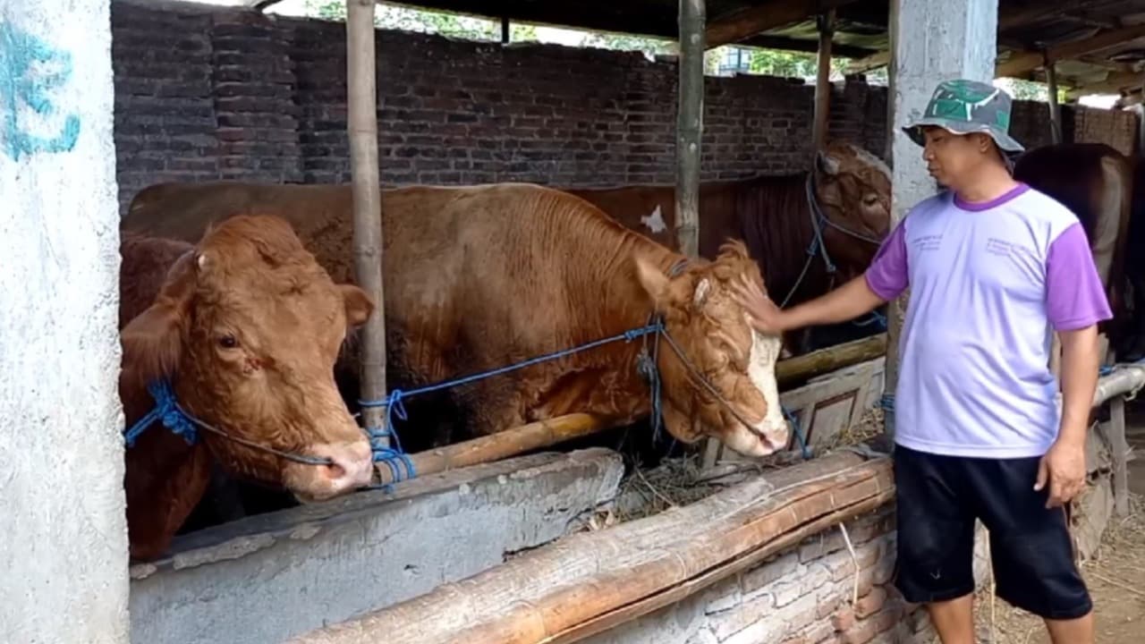 Pengusaha Sapi dan Kerbau Di Trenggalek Kebanjiran Order Jelang Idul Adha 2025