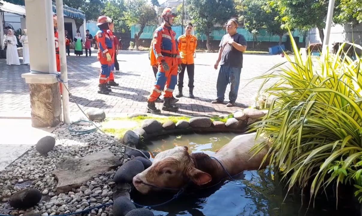 Sapi Kurban Dinas Pendidikan Jatim Ngamuk Hingga Tercebur ke Kolam