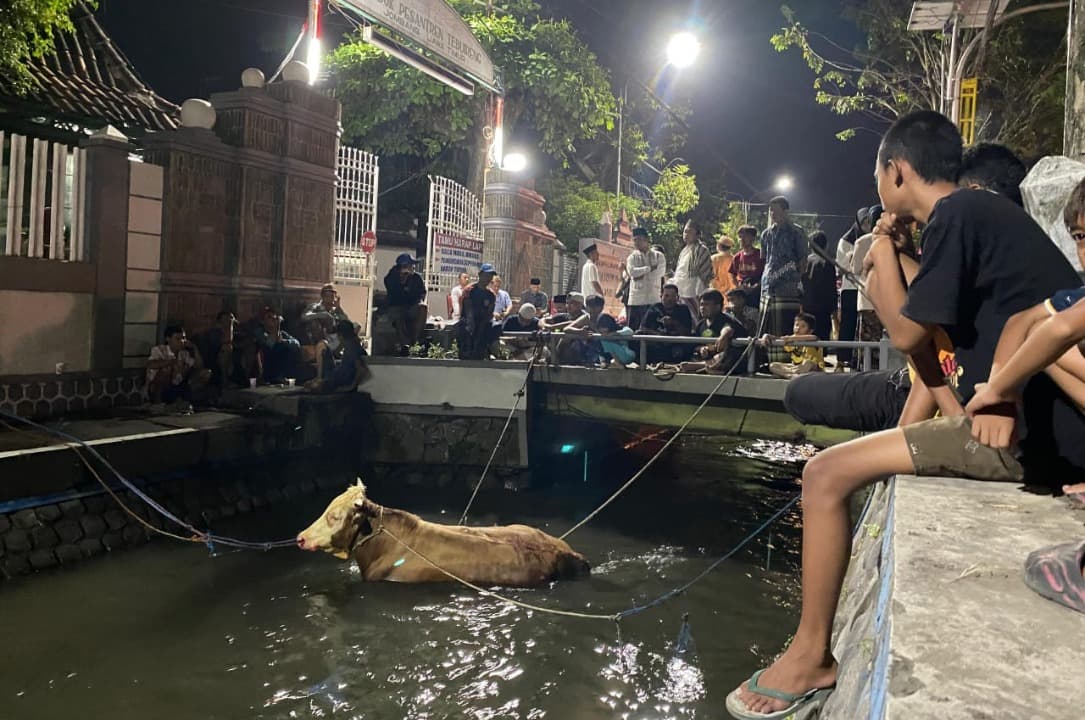 Sapi Kurban Ponpes Tebuireng Jombang Ngamuk Hingga Tercebur ke Sungai