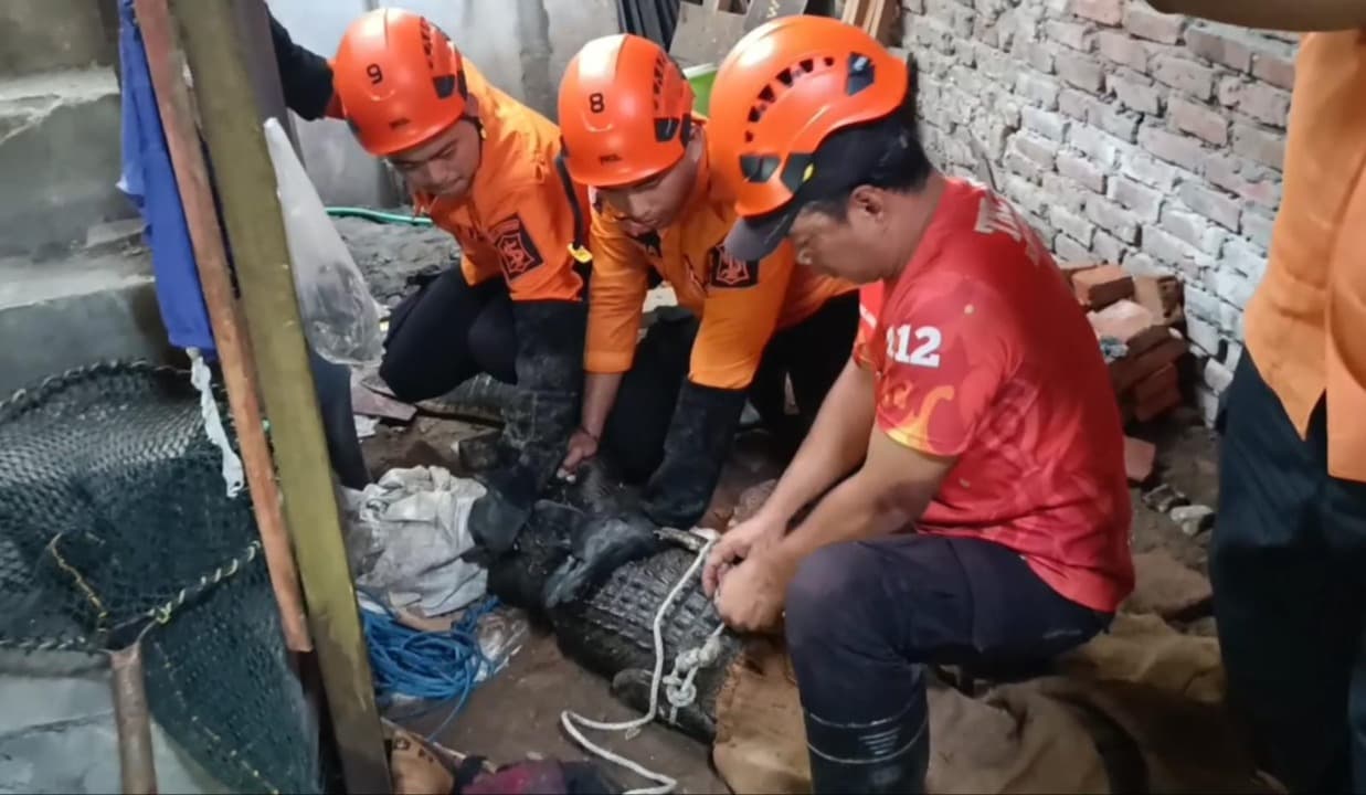 Sempat Melawan, Buaya Muara Akhirnya Dievakuasi dari Rumah Warga di Surabaya