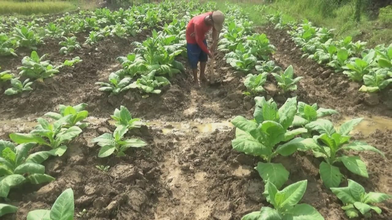 Tembakau Mati Akibat Hujan, Petani Bojonegoro Rugi Ratusan Juta Rupiah
