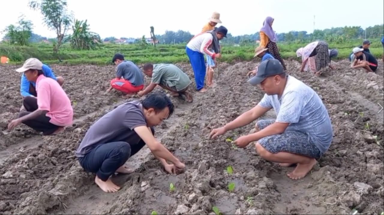 Pimpinan DPRD Pamekasan Moh. Khomarul Wahyudi Serap Aspirasi Petani Lewat Aksi Menanam Bersama di Sawah