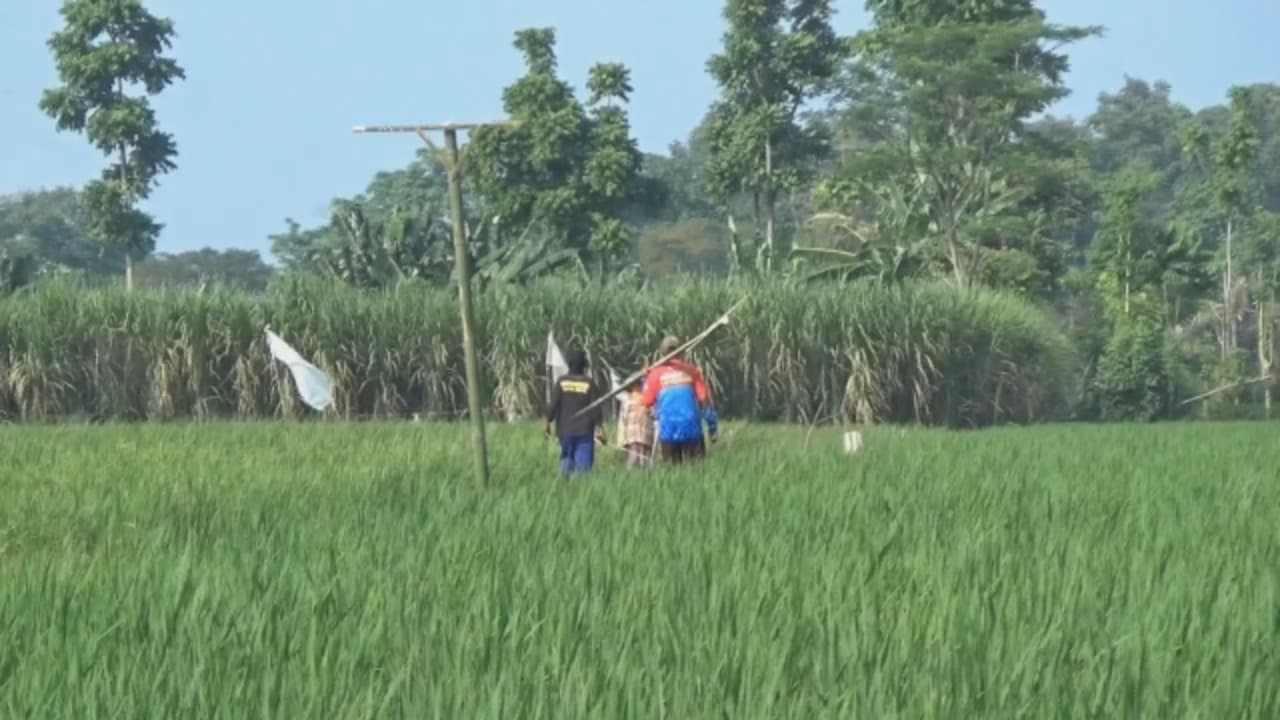 Sawah Diserbu Tikus, Harapan Panen Petani Lumajang Kian Pupus
