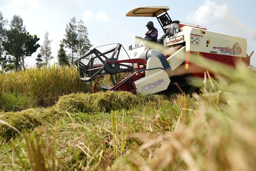 Rasakan Kenaikan Harga Gabah Berkat Terobosan Mas Dhito, Petani Kediri Kembali Bersemangat Tanam Padi