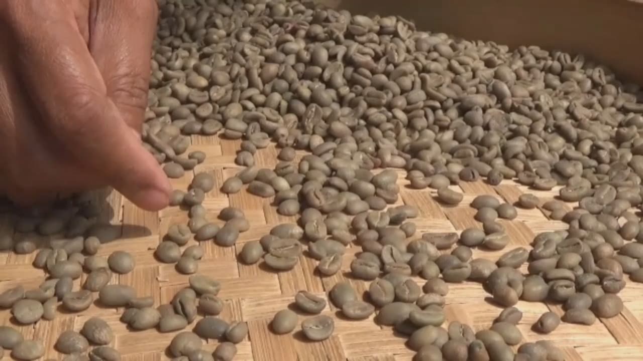 Aroma Ijen, Gemilang di Pasar: Kopi Bondowoso Makin Mendunia