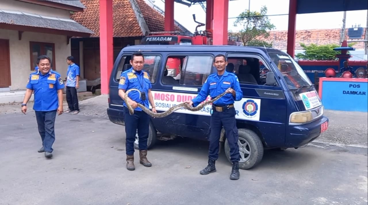 Warga Dikagetkan Ular Sanca Masuk WC