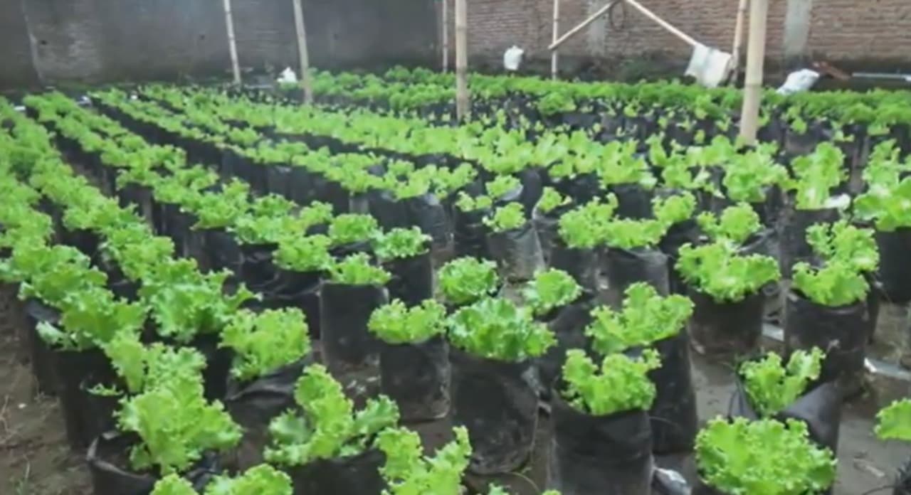 Warga Jember Sulap Lahan Tidur Jadi Kebun Sayur