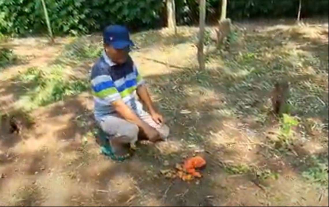 Warga Cemas, Monyet Liar Serang Kebun dan Rumah