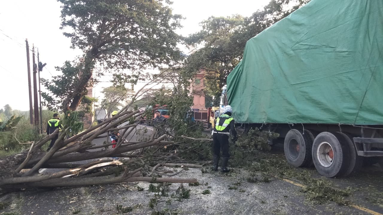 Pohon Trembesi Tumbang Tutup Jalur Bypass Kedundung Mojokerto
