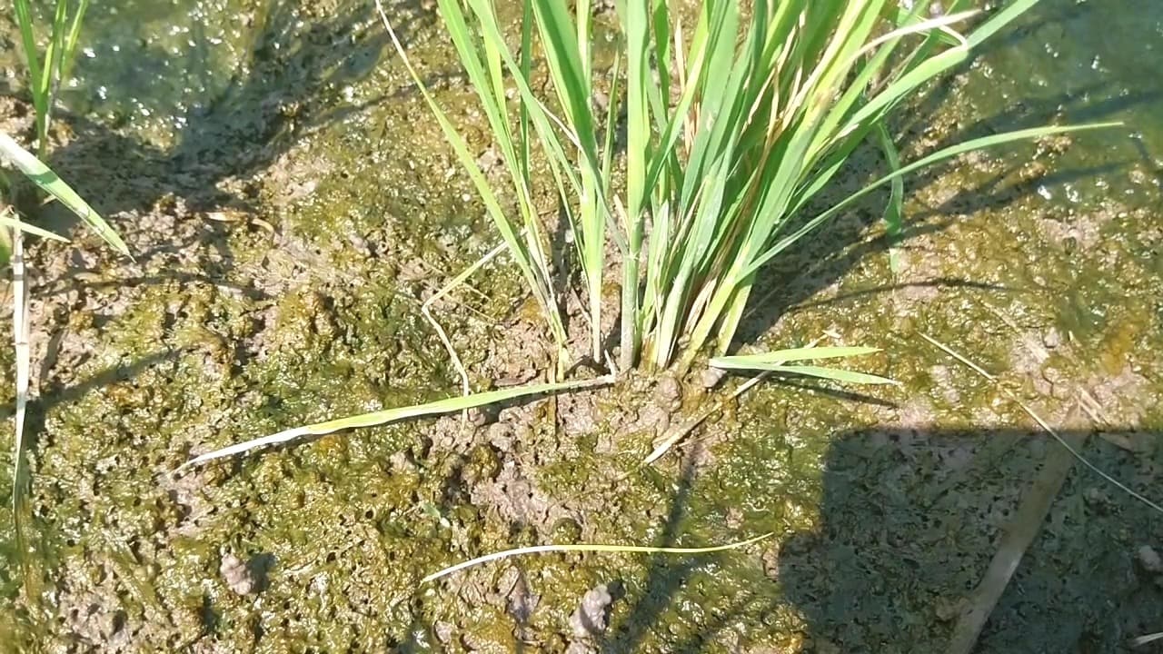 Petani Desa Simbatan Mengeluh: Hasil Panen Turun Hingga 50 Persen Akibat Serangan Hama