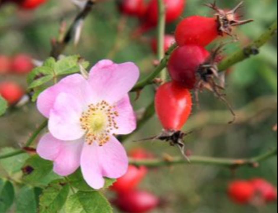 Bukan Bunga tapi Buah Mawar, Inilah Rahasia Rosehip yang Jarang Diketahui