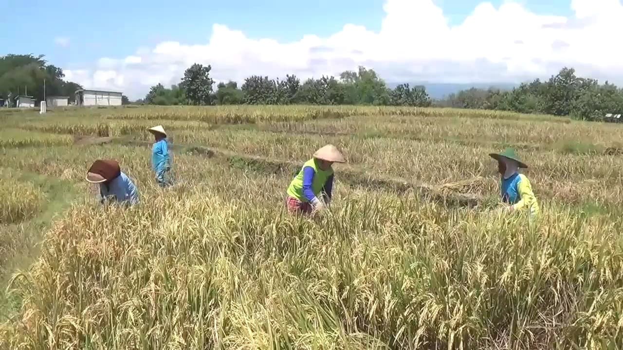 Musim Panen Kedua, Harga Gabah Kering Panen di Ngawi Tembus Rp7.100 per Kilogram