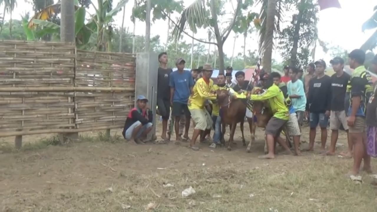 Tradisi Karapan Sapi Lumajang: Ratusan Sapi Berlaga, Joki Cilik Jadi Sorotan