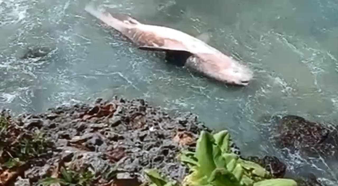 Hiu Tutul Sepanjang 5 Meter Terdampar Mati di Pantai Pangi Blitar