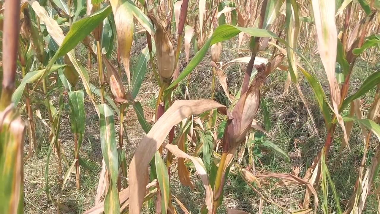 Petani Jagung Keluhkan Kekeringan dan Serangan Hama, Panen Terancam Gagal