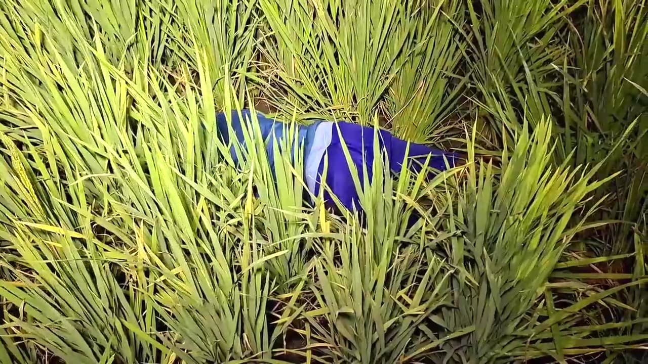Petani di Ngawi Tewas Tersengat Listrik dari Jebakan Tikus di Sawah