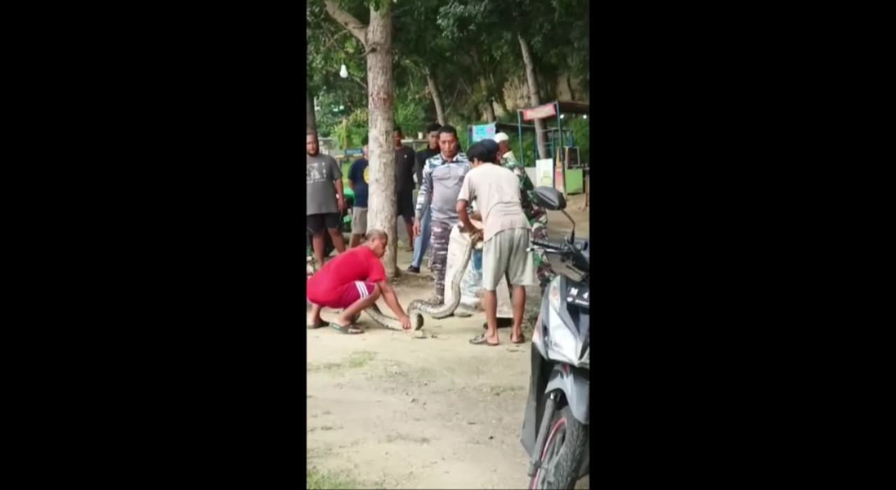 Evakuasi Ular Piton Sepanjang 4 Meter di Area Konservasi, Lanal Batuporon Turun Tangan
