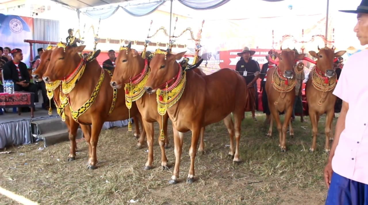 Bupati Sumenep Dorong Pelestarian Budaya Lewat KontesSapi Sonok