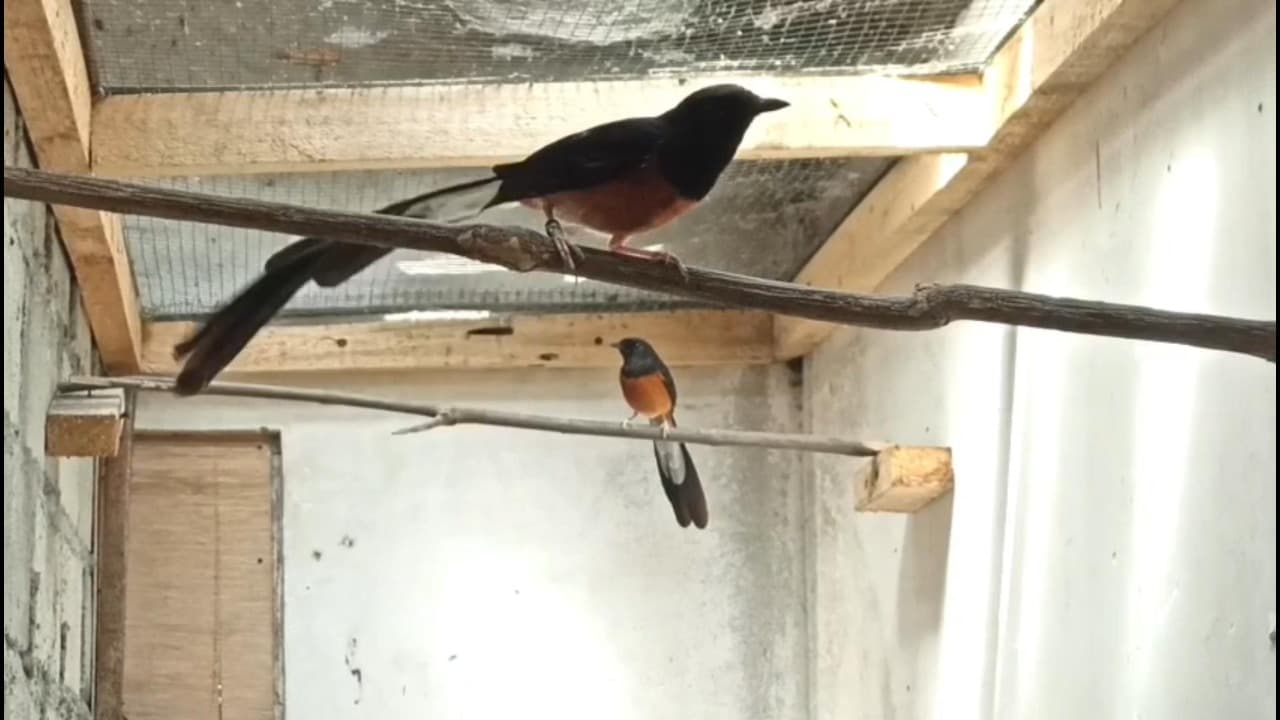 Warga Blitar Sukses Ternak Burung Murai Batu Jawa, Raup Omzet Puluhan Juta