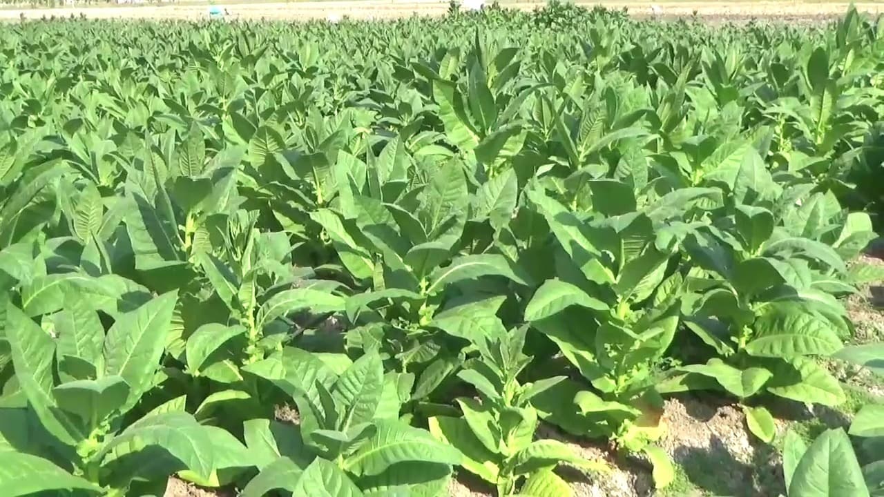 Pemkab Ngawi Jalin Kemitraan untuk Tampung Hasil Panen Tembakau Petani