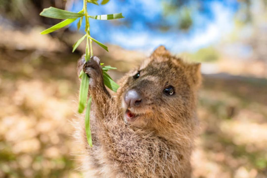 Quokka: Si Hewan Paling Bahagia di Dunia yang Menyimpan Banyak Cerita