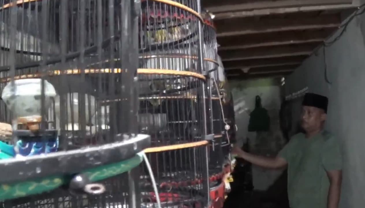 Berawal dari Hobi, Pemuda Sampang Raup Rp 30 Juta per Bulan dari Ternak Perkutut