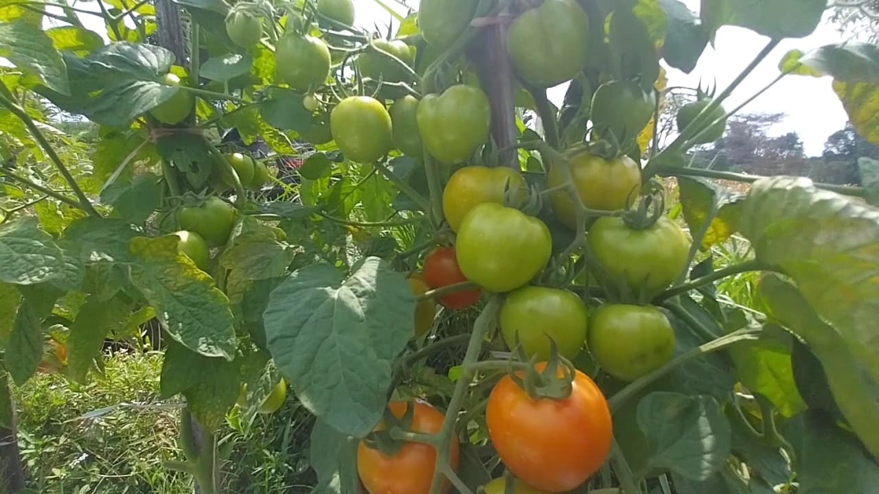Harga Tomat Petani Magetan Anjlok hingga Rp2 Ribu per Kilo