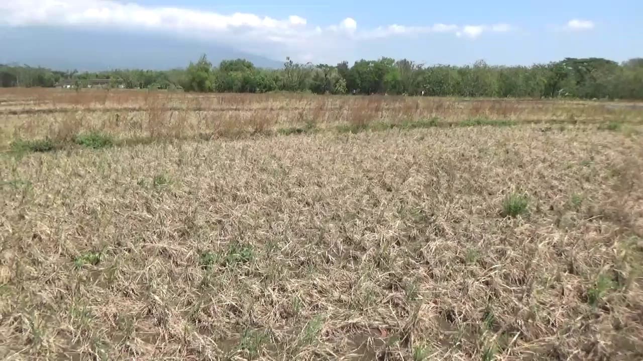 Diserang Hama Tikus, Puluhan Hektar Sawah di Ngawi Gagal Panen