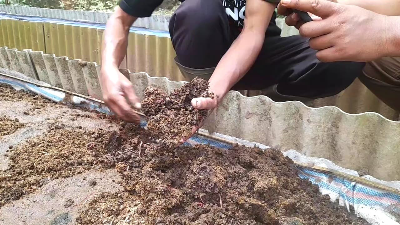 Dari Limbah Jadi Berkah, Ratusan Warga Pudak Budidaya Cacing