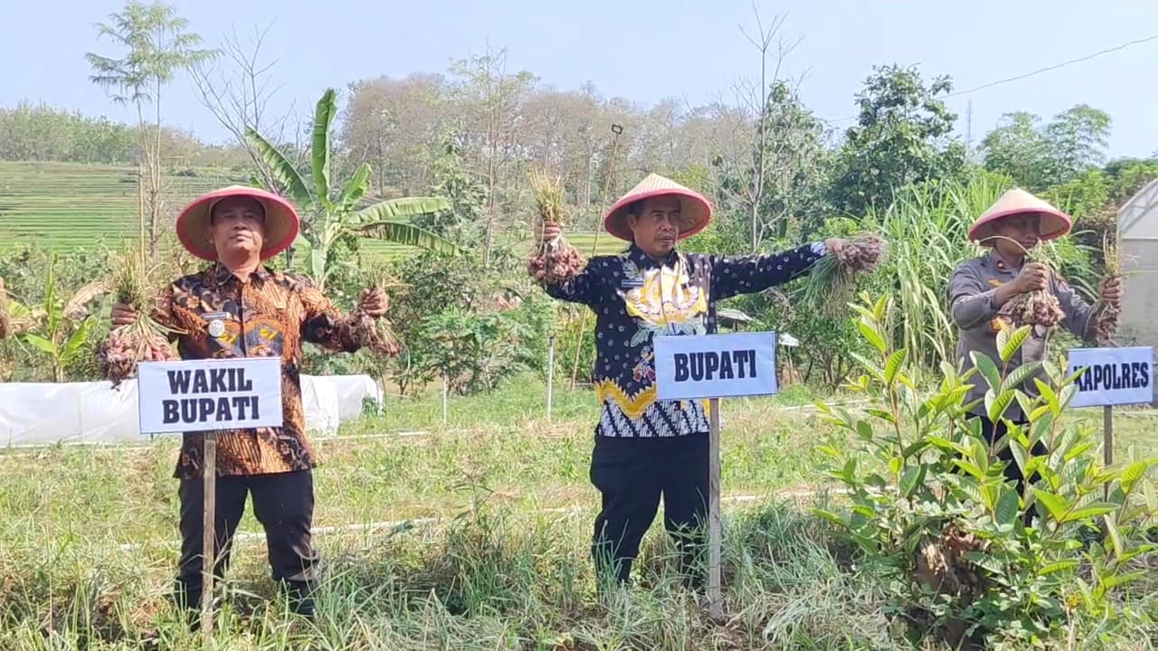 Pemkab Madiun Dorong Produktivitas Pertanian Lewat Panen Bawang Merah