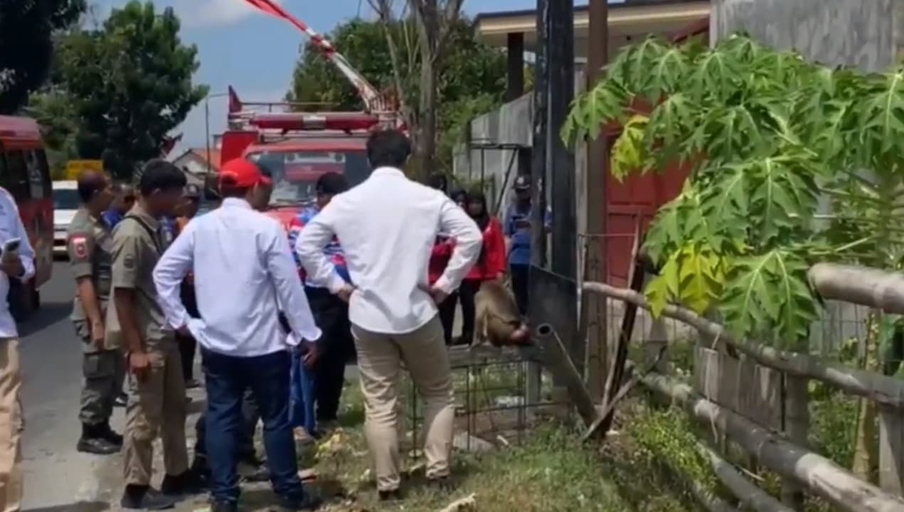 Ditelantarkan Pemiliknya, Beruk Betina Dievakuasi Tim BBKSDA Jatim