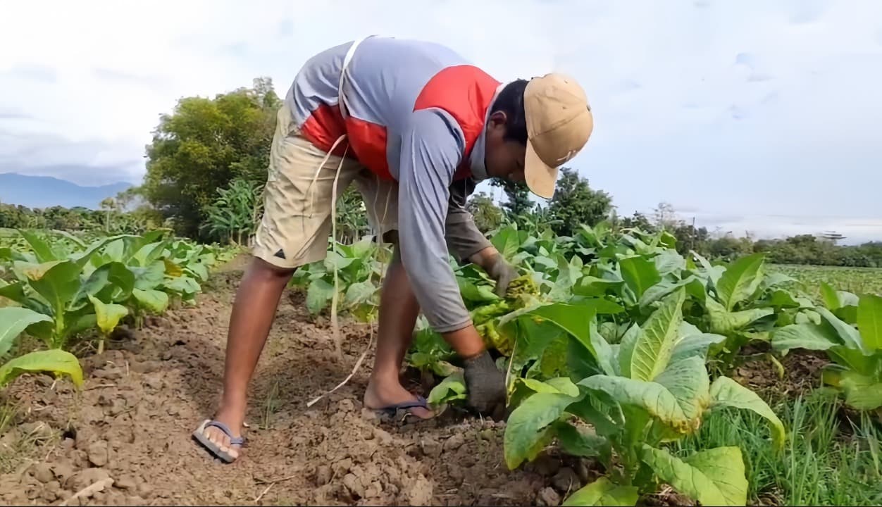 Harga Anjlok, Petani Tembakau Ponorogo Terancam Gagal Panen Akibat Hujan